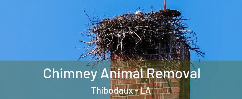Chimney Animal Removal Thibodaux - LA