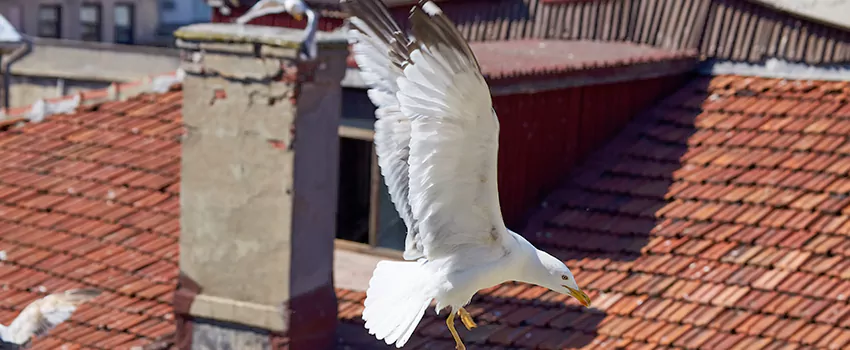 Residential Chimney Animal Removal Solution in Thibodaux, LA