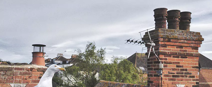 Chimney Cleaning And Restoration in Thibodaux, Louisiana